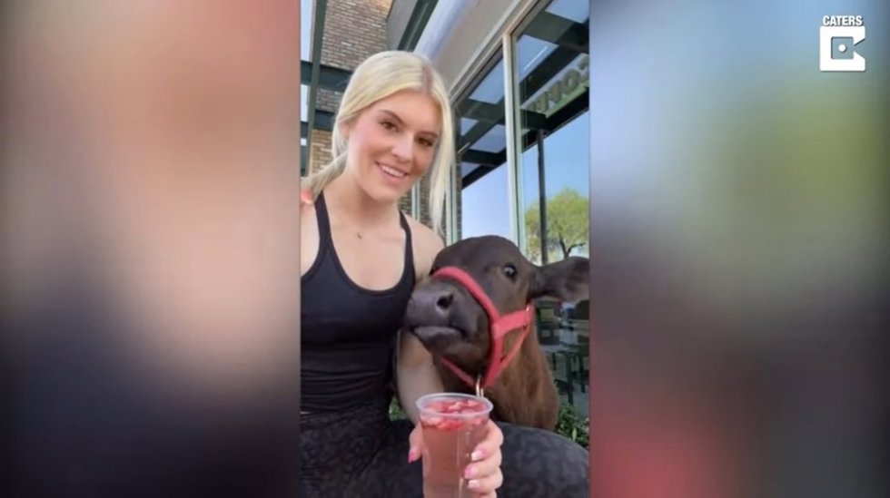 Mientras tanto en Arizona, esta mujer lleva de paseo a su ternero a Starbucks