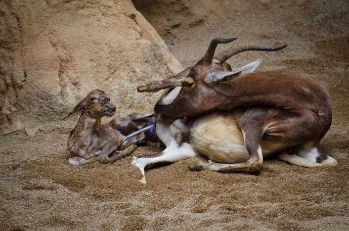 Nace un blesbok (Damaliscus pygargus phillipsi) en Bioparc Valencia