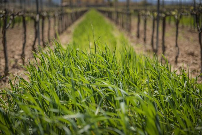 Archivo - Cultivo de la Família Torres