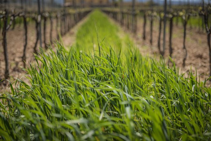 Archivo - Cultivo de la Família Torres