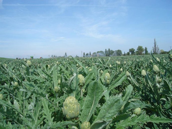 Campo de recolección de la alcachofa de Tudela