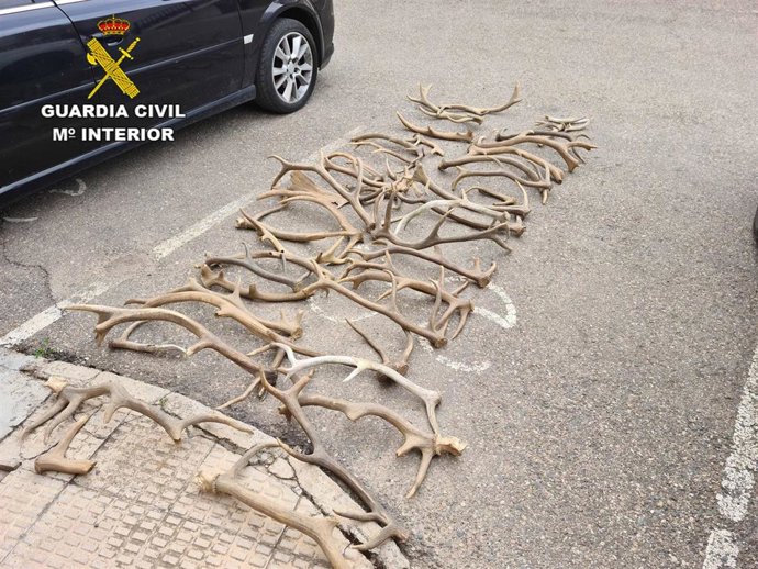 Las astas de ciervo y gamo intervenidas por la Guardia Civil.