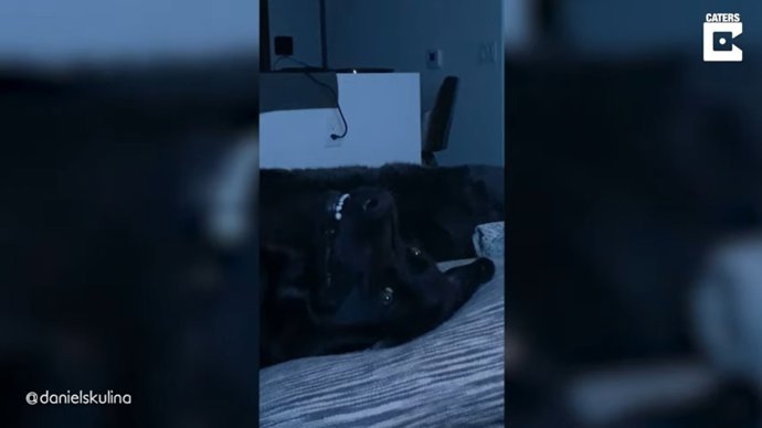 Así reacciona este perro dormido al escuchar su palabra favorita