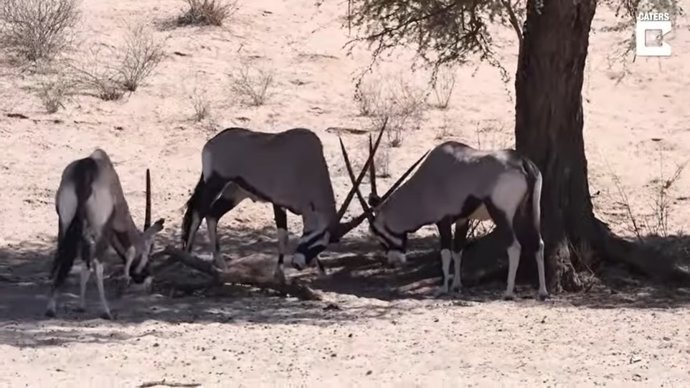 Capturan en imágenes un intenso enfrentamiento entre un par de órix del Cabo en Sudáfrica
