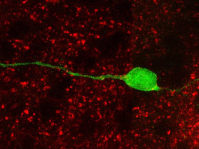 Neurona (verde) generada a partir de células madre neurales del bulbo olfatorio, con botones sinápticos formados por la proteína sinapsina (en rojo), lo que indica contactos sinápticos.