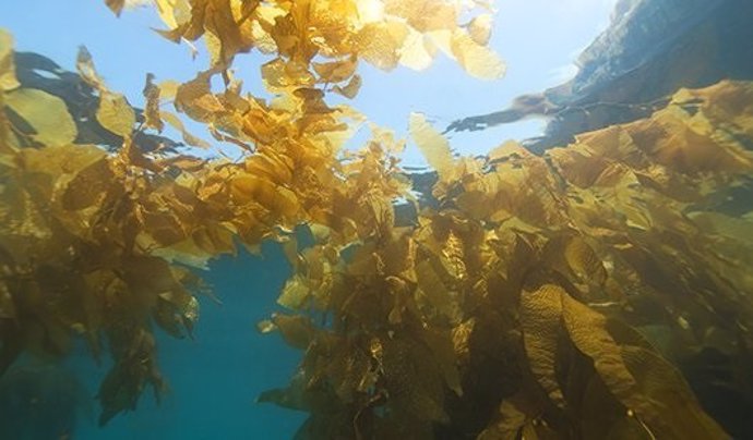 Bosques de algas marinas