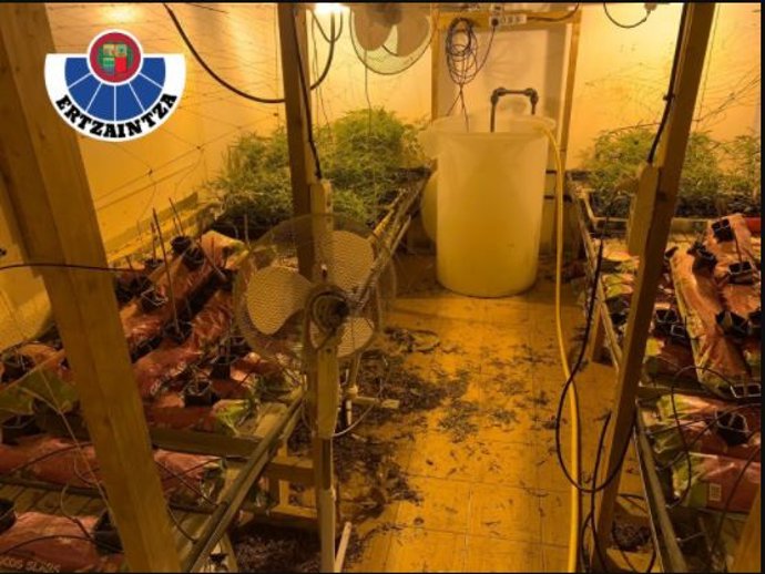 Plantación localizada por la Ertzaintza en Elgoibar