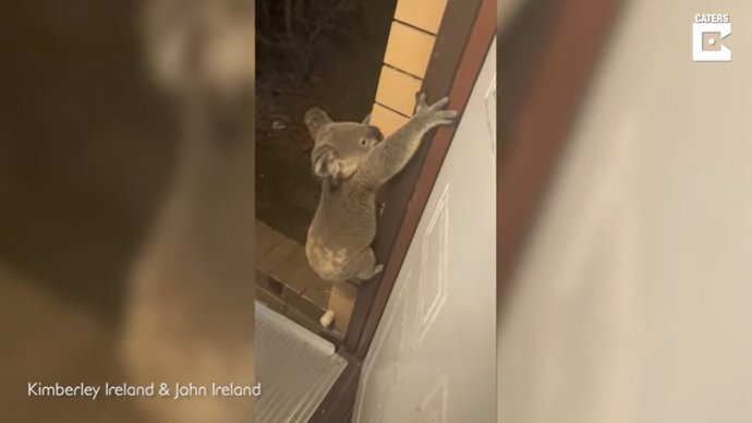 Mientras tanto en Australia, un koala sorprende a una pareja en la puerta de su casa