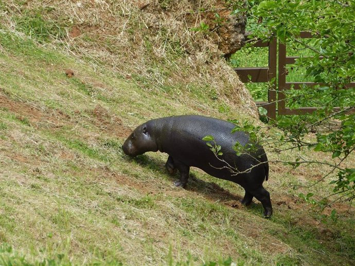 Llegada de la hipopótama pigmeo Moyamba al Parque de la Naturaleza de Cabárceno.