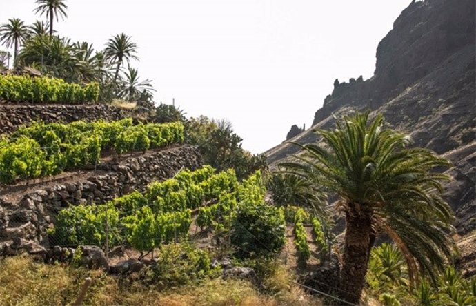 Archivo - Zona de viñedos en La Gomera (sector primario, agricultura)