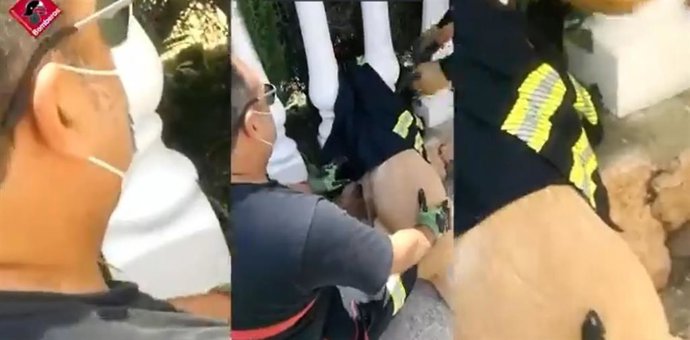Liberan a un perro cuya cabeza había quedado atrapada en una balaustrada en Orihuela (Alicante)