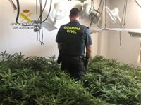 Intervenidas 132 plantas de marihuana en un ático de Lebrija (Sevilla) y detenido el responsable de la vivienda
