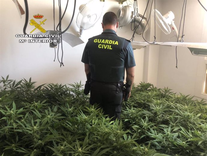 Cultivo de marihuana decomisado en Lebrija