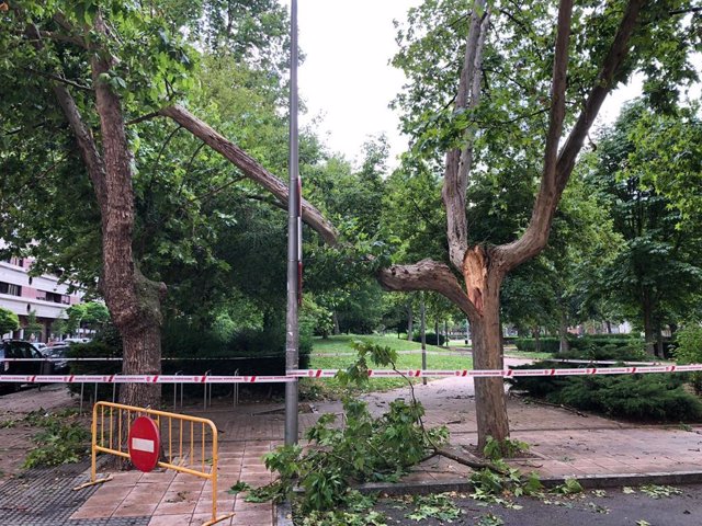 El Paseo Interior De La Plaza Del Ejército De Valladolid, Cortado Ante El Desprendimiento De Una Rama De Árbol.