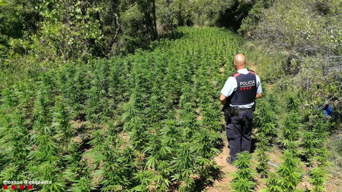 Imagen de la plantación de marihuana encontrada en Querol (Tarragona)