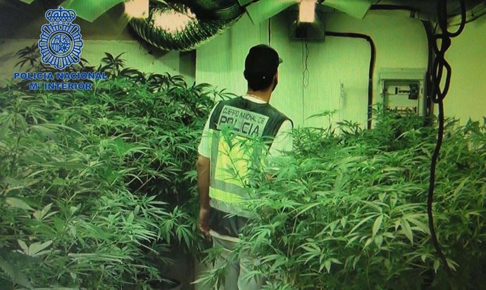 Plantación de marihuana desmantelada por la Policía Nacional en un sótano en Badajoz