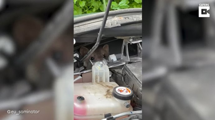 El vídeo de este joven intentando sacar a unas comadrejas escondidas en el motor de su coche se ha hecho viral