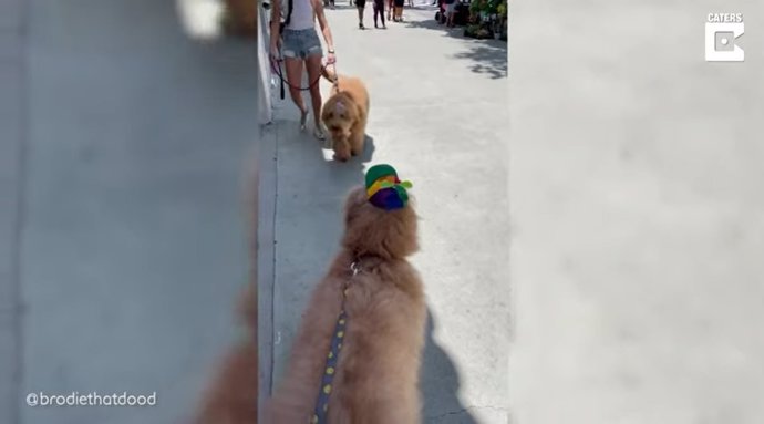 Dos hermanos caninos se reúnen y se reconocen instantáneamente después de un año sin verse