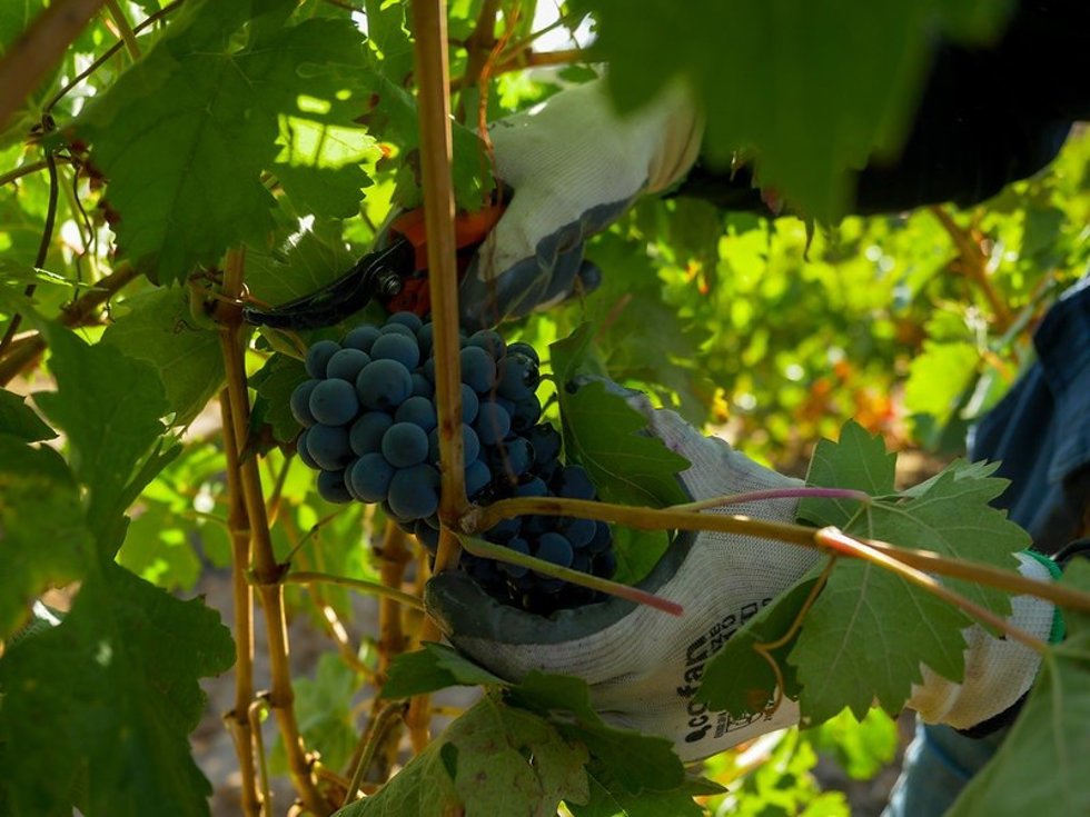 Uvas de la cosecha 2020.