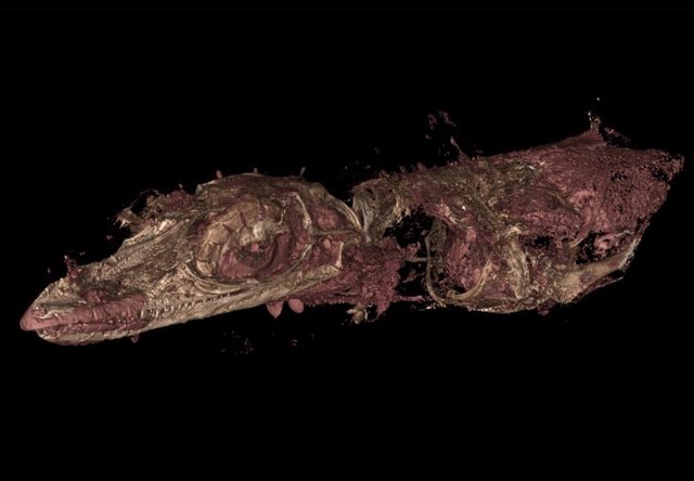 Aspecto de la nueva especie de lagarto ancestral