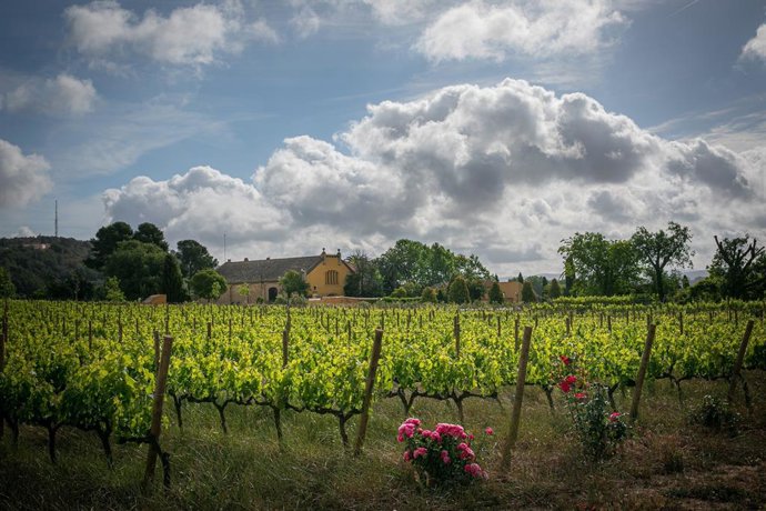 El I Simposio de Viticultura Regenerativa se celebra este jueves en Vilafranca (Barcelona)