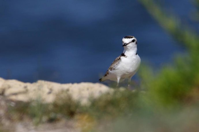 'Picaplatges camanegre' en la costa de s'Albufera de Mallorca en la zona cerrada temporalmente para su cría en s'Oberta