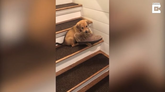 Pillan con las manos en la masa a este travieso cachorro robando un zapato de su dueña