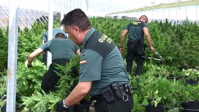 La Guardia Civil descubre más de 7.000 plantas de marihuana en un invernadero de Valderrubio (Granada)