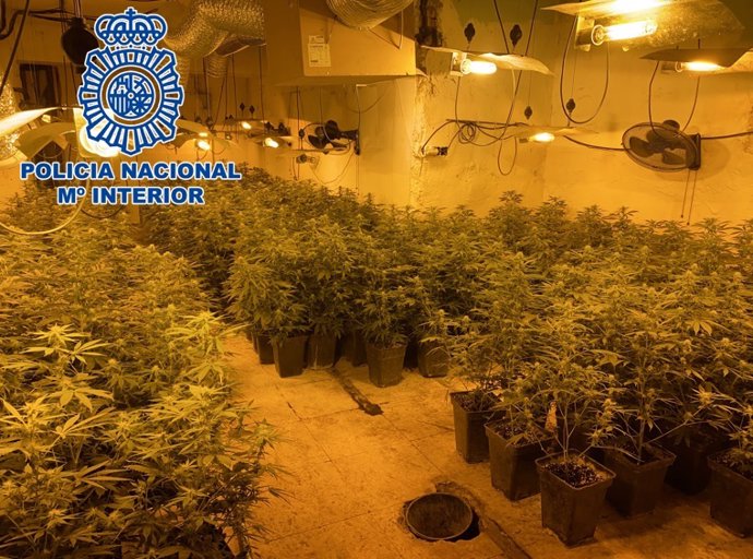 Plantación de marihuana desmantelada por la Policía Nacional de Granada.