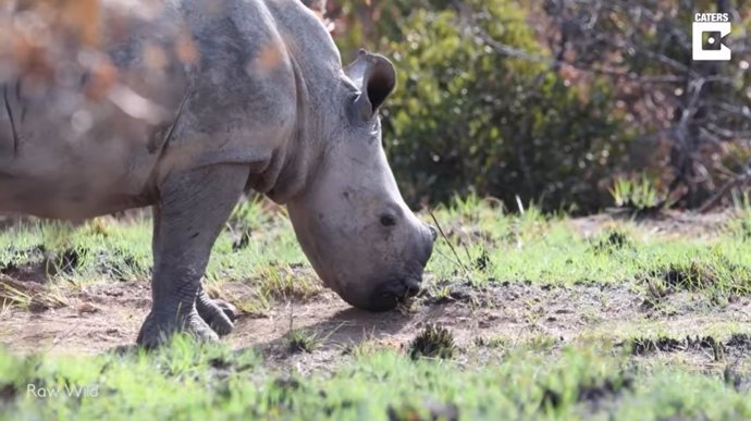 Una pareja avista y consigue grabar en vídeo a un rinoceronte blanco y a su cría en Sudáfrica
