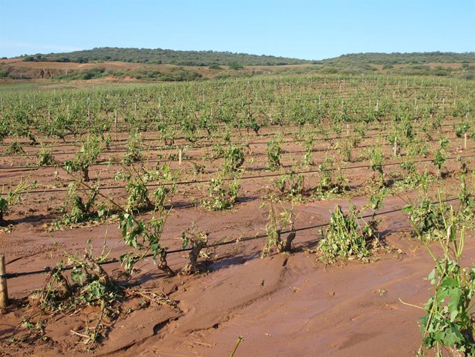 Daños del pedrisco en viñedo