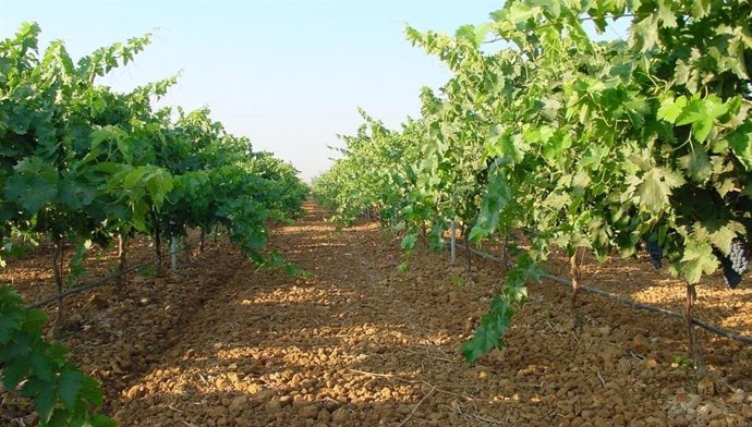 Archivo - Viñas en Extremadura