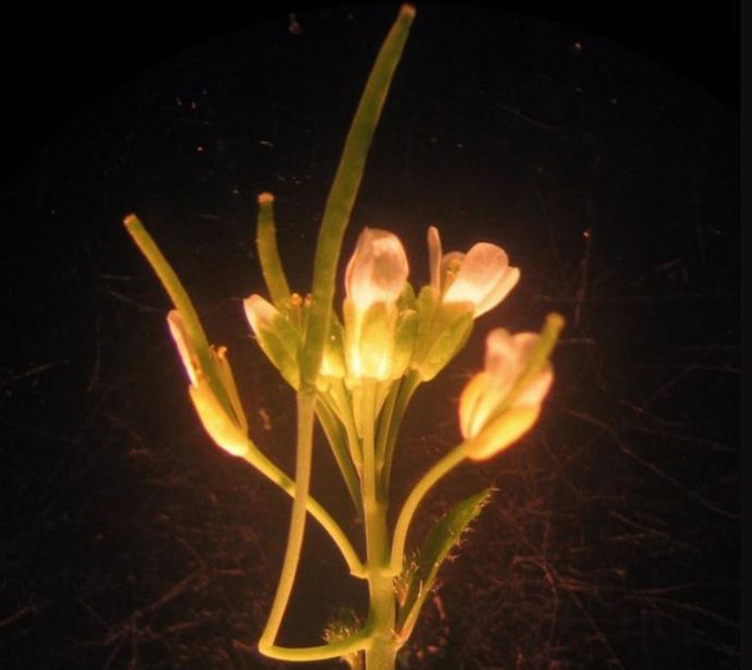 La imagen muestra una cepa mutante LOCUS T FLORECIENTE que florece en días largos. Se ven un cantil largo y dos cortos.
