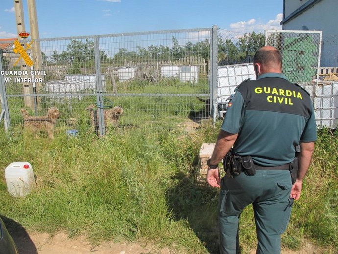 Animales encontrados.