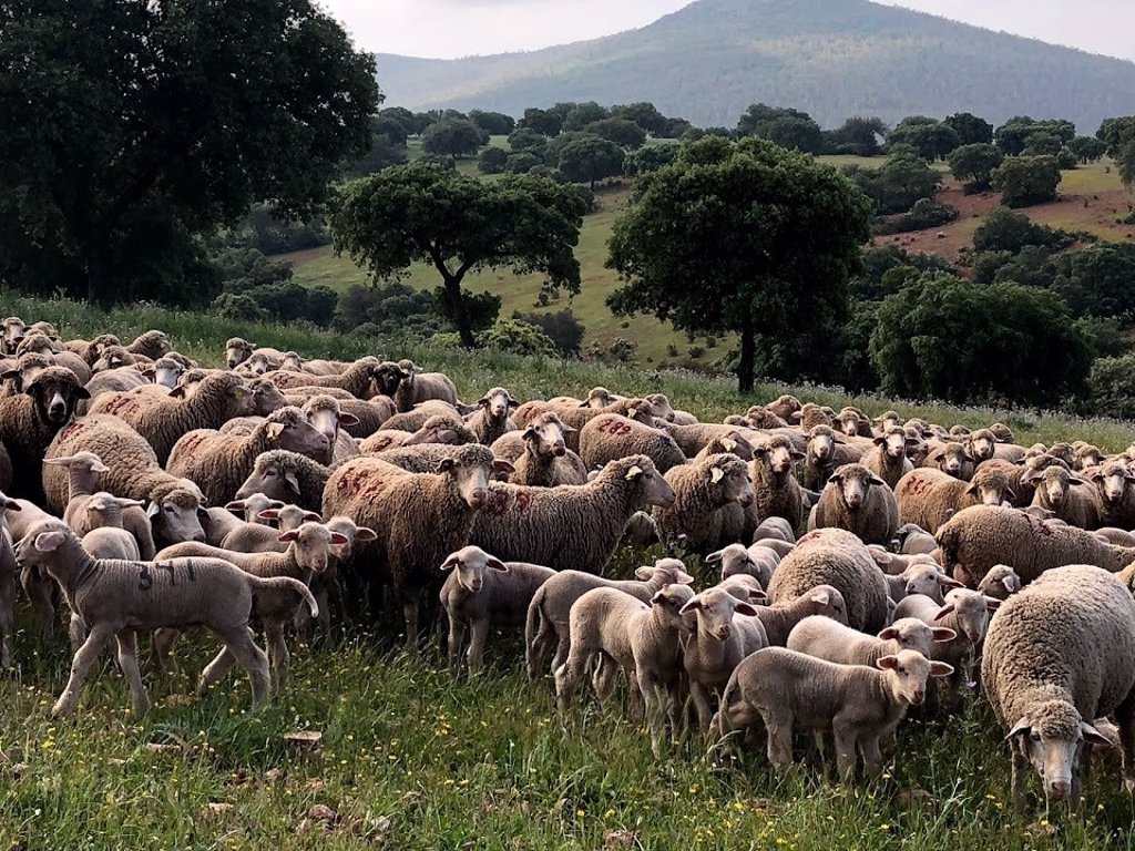 Corderex claims the fundamental role of grazing in the maintenance of ecosystems