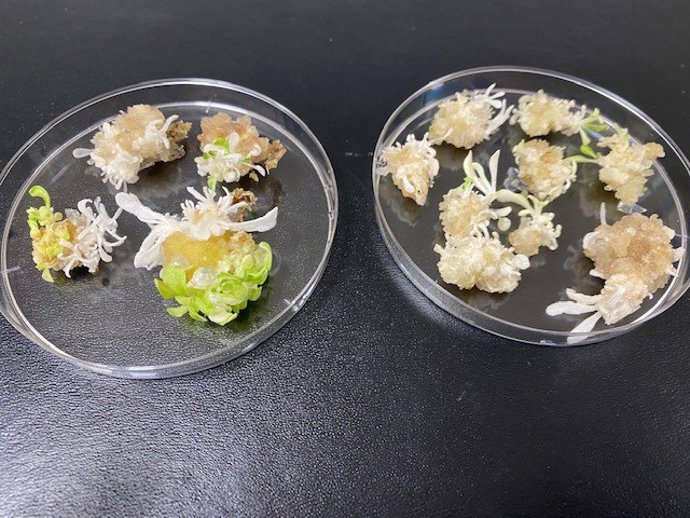 Cas-CLOVER targeted tobacco shoots with knockout mutations for the phytoene desaturase (PDS) gene which results in a visually pale and white phenotype.