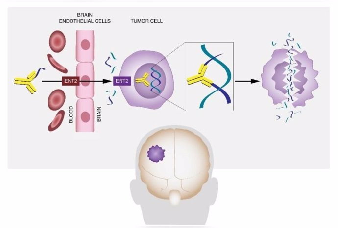 El anticuerpo DX1 actúa mediante un mecanismo único para atravesar la barrera hematoencefálica y eliminar las células cancerosas del cerebro y las metástasis, reduciendo el tamaño del tumor y aumentando la supervivencia.