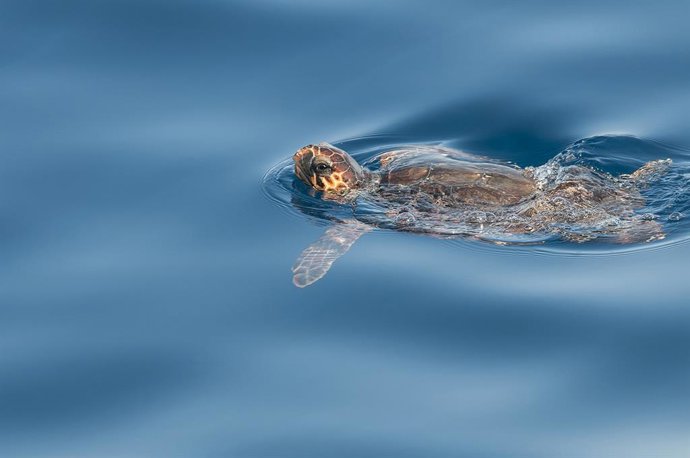 Archivo - Ejemplar de tortuga Caretta.