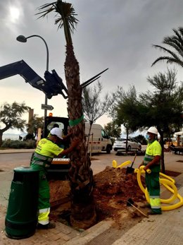 AUDIO: Cort comienza a sembrar 400 palmeras en Playa de Palma