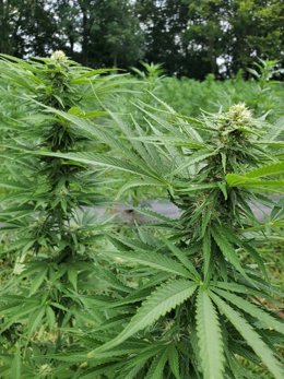 Hemp grown in 2020 at Demeetra's contracted USDA certified organic farm in Central Kentucky