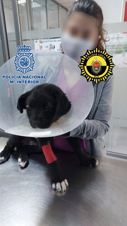 Detenido en Elche por pegarle presuntamente una paliza a una perra de 3 meses y dejarle secuelas