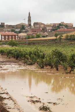 Viñedos inundados tras el paso de la fuerte tormenta, en el municipio de Briones, a 17 de junio de 2021, en La Rioja (España)