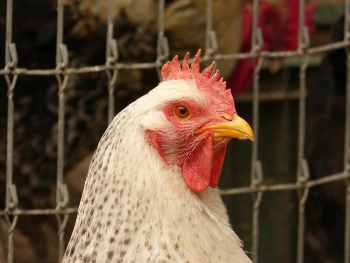 Jaulas de animales en granjas