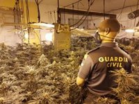 Incautadas 2.937 plantas de cannabis sativa en once centros de producción de marihuana en Granada