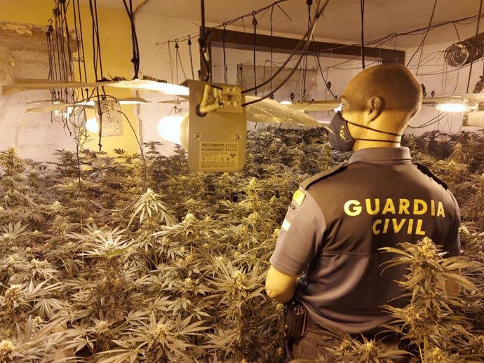 Operación contra la marihuana en la provincia de Granada