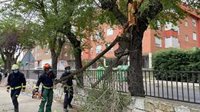 Centro, Latina y Arganzuela, los distritos de la capital más afectados por "la tormenta del siglo"
