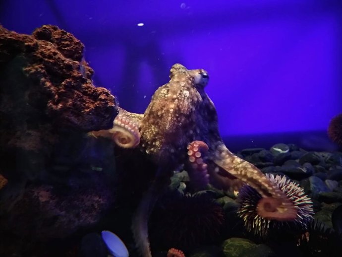 Archivo - El Boletín Oficial del Principado de Asturias (BOPA) ha publicado este miércoles la resolución de la Consejería de Desarrollo Rural y Recursos Naturales por la que se regula la pesca del pulpo común (Octopus vulgaris) durante la campaña 2018-2