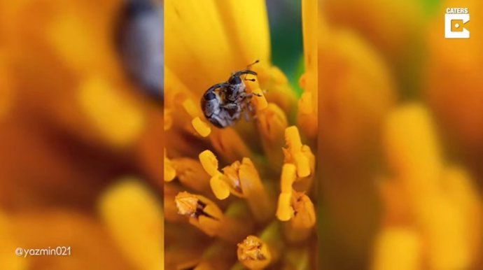 Una fotógrafa de fauna silvestre captura a dos gorgojos en pleno apareamiento