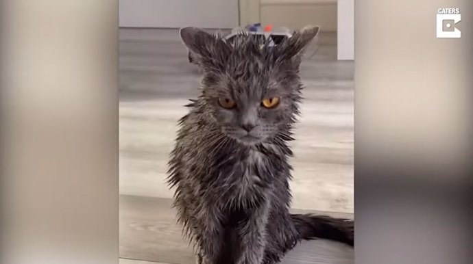 Una mujer decide bañar a su gata y su hermano reacciona a la defensiva al no reconocerla