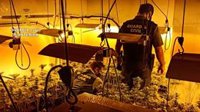 Dos detenidos y 394 plantas de marihuana intervenidas en un cultivo indoor en Almonte (Huelva)